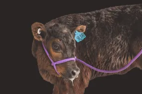 Adjustable Rope Cow Halter