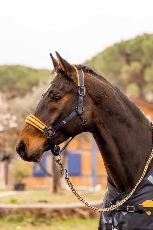 Horze Wicklow Halter- Navy/Yellow