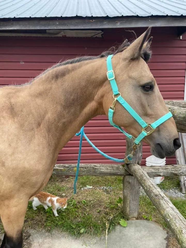 iCavalos Horse Halter Turquoise