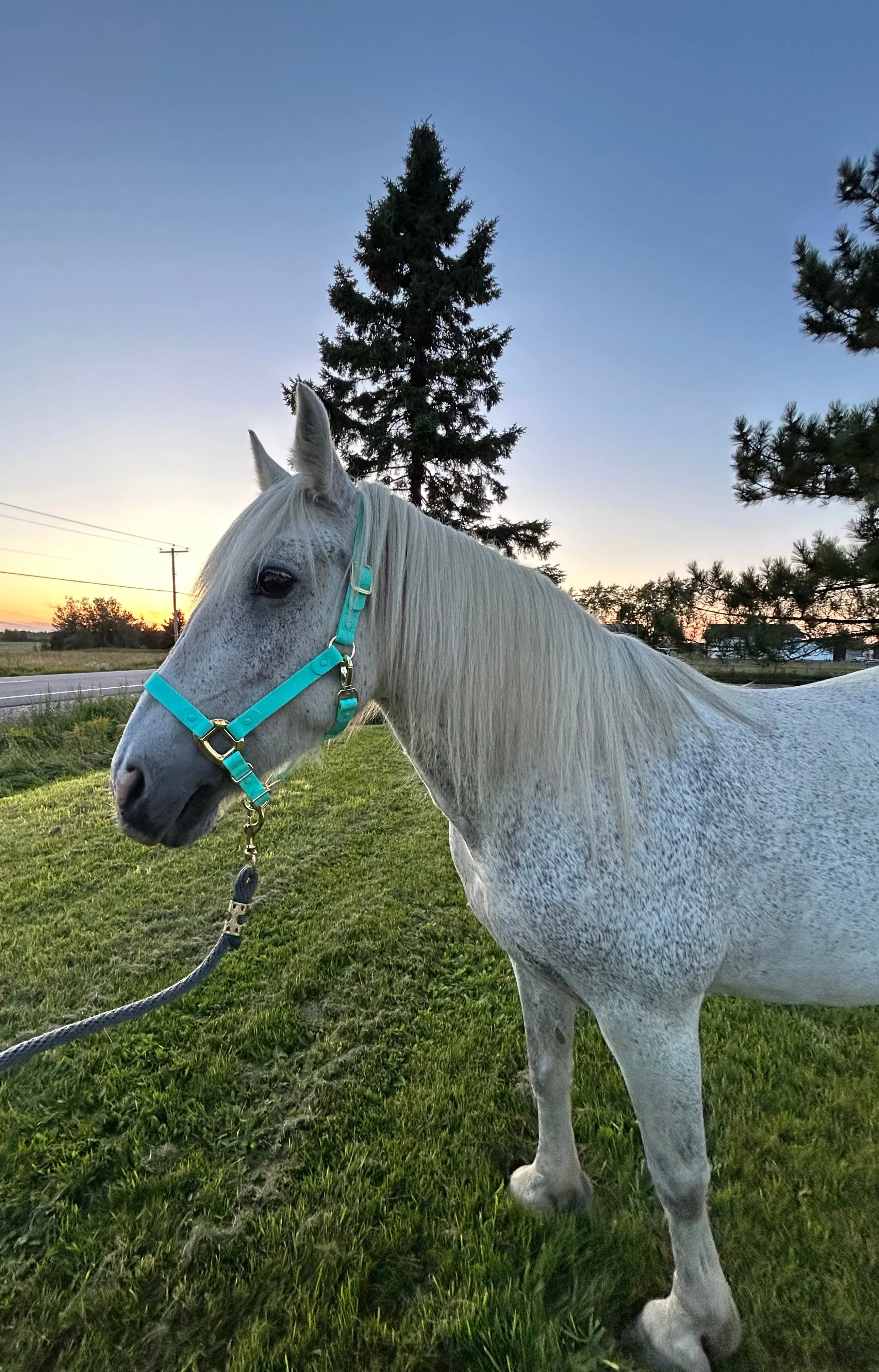 iCavalos Horse Halter Turquoise