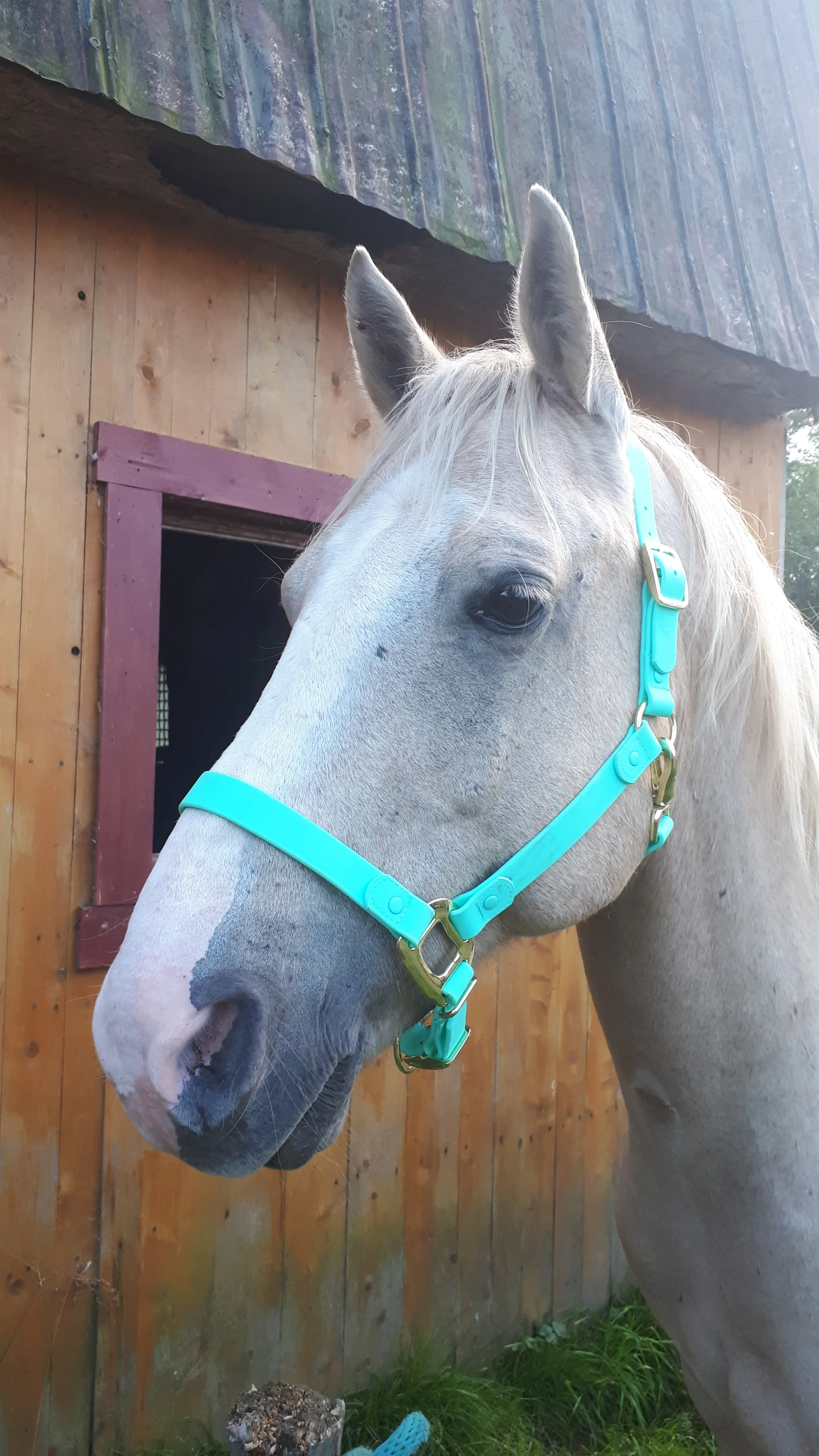 iCavalos Horse Halter Turquoise