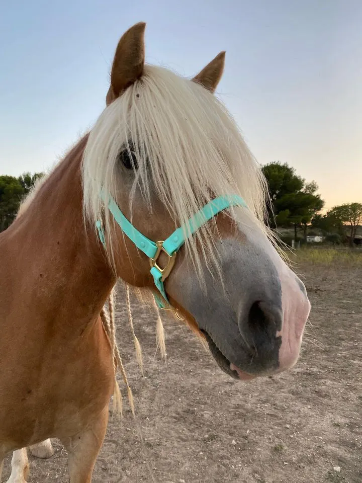 iCavalos Horse Halter Turquoise