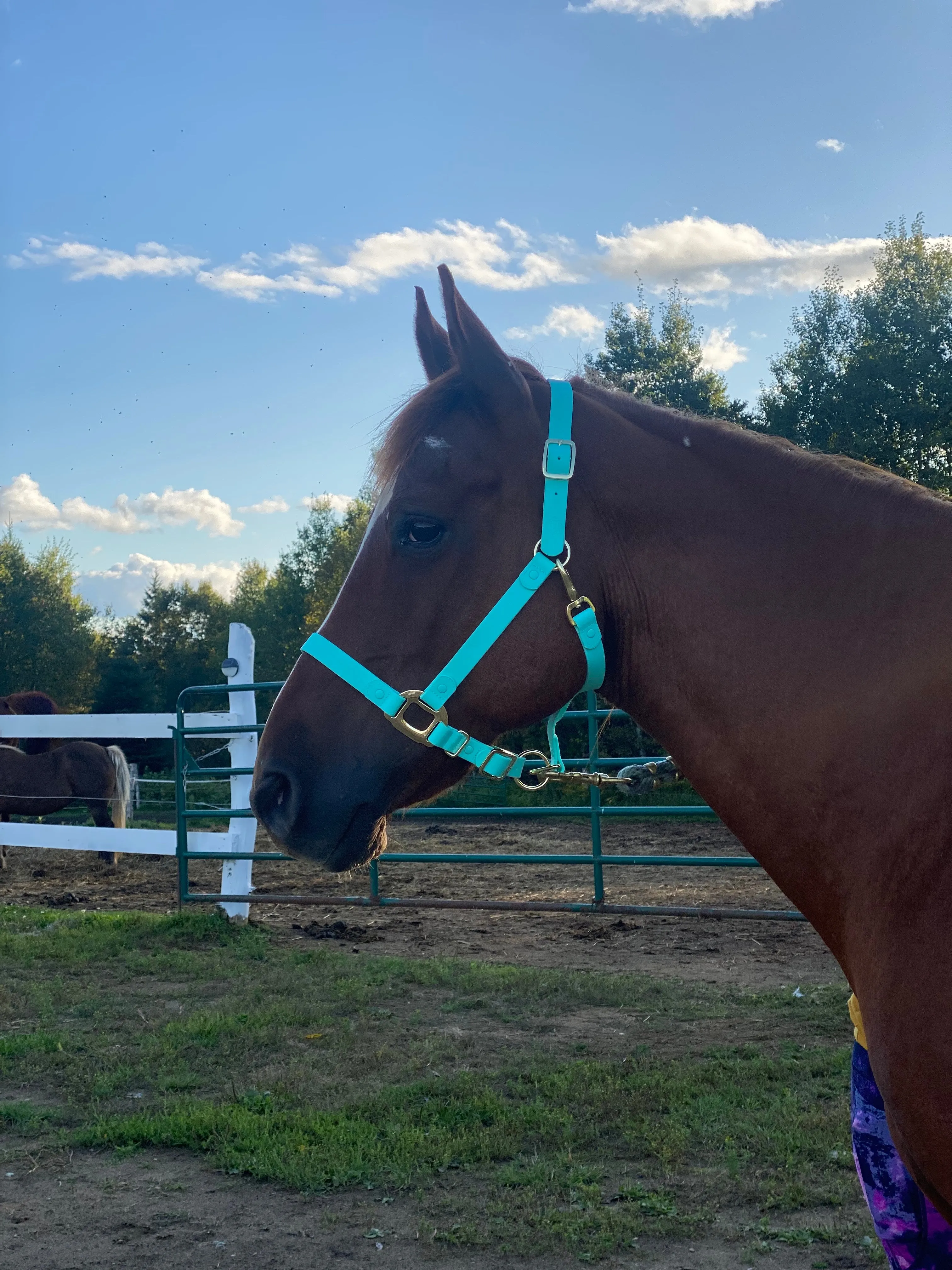 iCavalos Horse Halter Turquoise